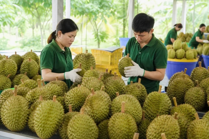 Mở rộng thị trường xuất khẩu nông sản là giải pháp cốt lõi