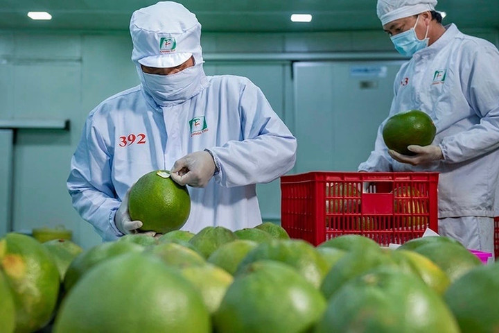 Bức tranh nhiều điểm sáng của xuất khẩu nông sản