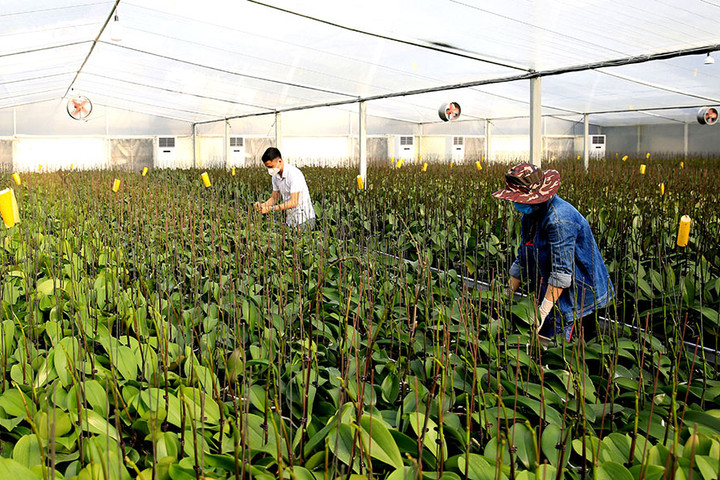Tích hợp chương trình, nâng cao hiệu quả thực hiện