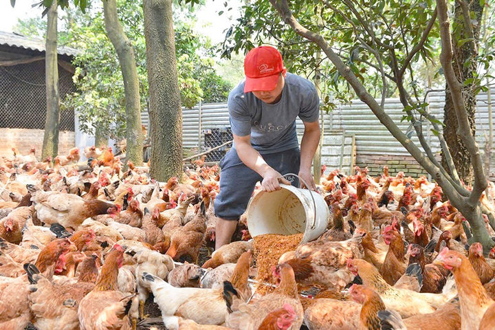 Hà Nội có 32 cơ sở, vùng chăn nuôi an toàn dịch bệnh