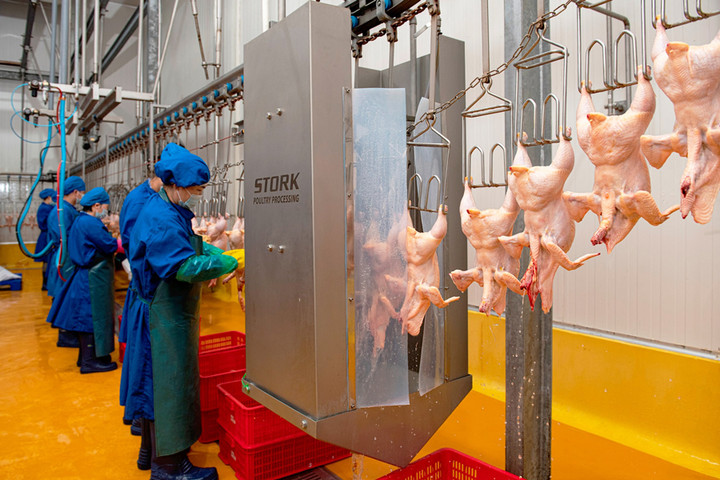 Không phát hiện tồn dư kháng sinh trong 95 mẫu thịt gia súc, gia cầm