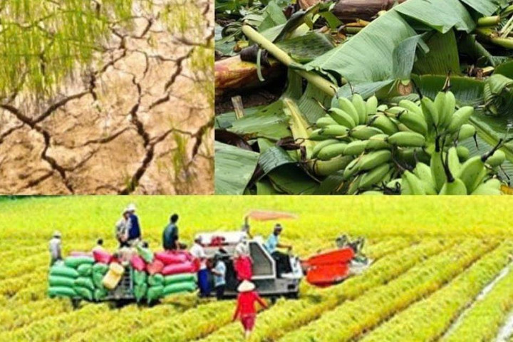 Nâng mức hỗ trợ phí bảo hiểm nông nghiệp lên tối đa 95%