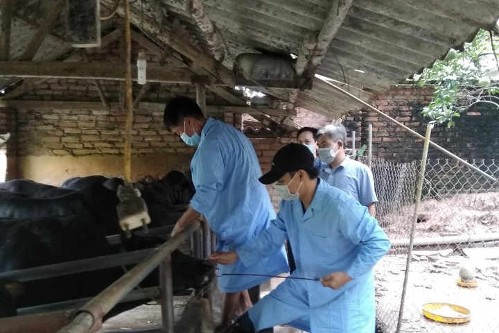 Chủ động phòng, chống dịch bệnh cho đàn vật nuôi thời điểm giao mùa