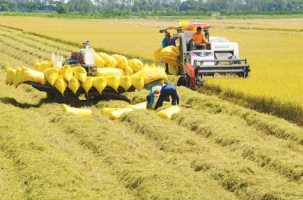 Thường Tín thu hoạch gần 80% diện tích lúa mùa