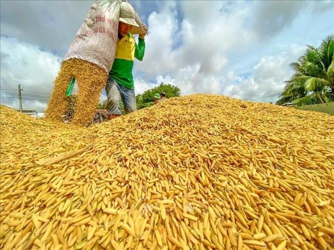 Tạo đột phá từ gạo chất lượng cao xuất khẩu
