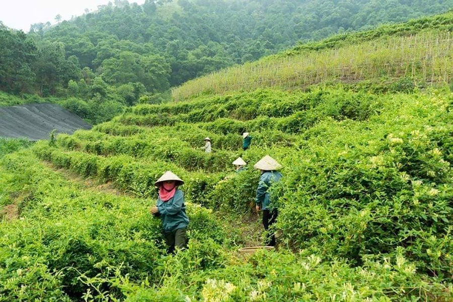 Mở hướng phát triển kinh tế hiệu quả ở huyện Sóc Sơn