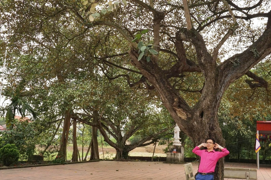 Cổ thụ - chứng nhân trăm năm