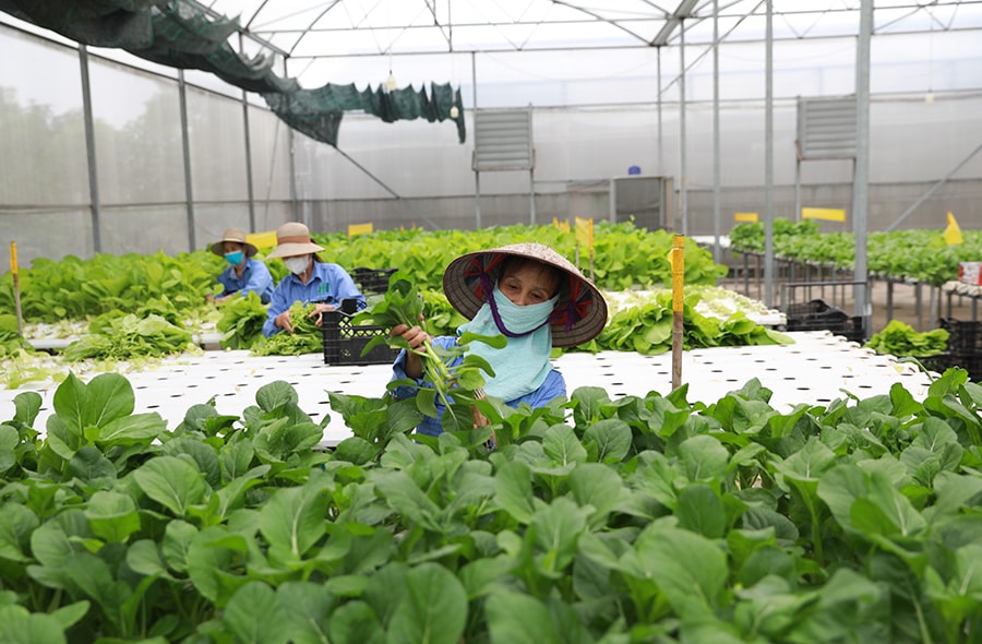 Hà Nội: Quy hoạch vùng gắn với nông nghiệp xanh