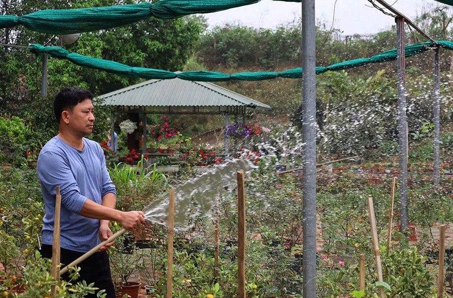 Yên Bài phát triển cây xanh, cây công trình