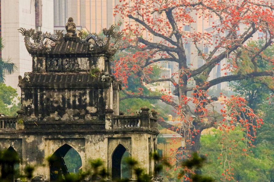 Hoa gạo tháng 3 thắp đỏ phố cổ Hà Nội