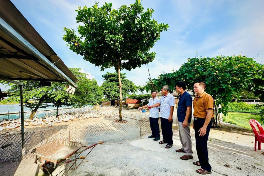 Nông dân Hồng Sơn làm giàu từ mô hình VAC