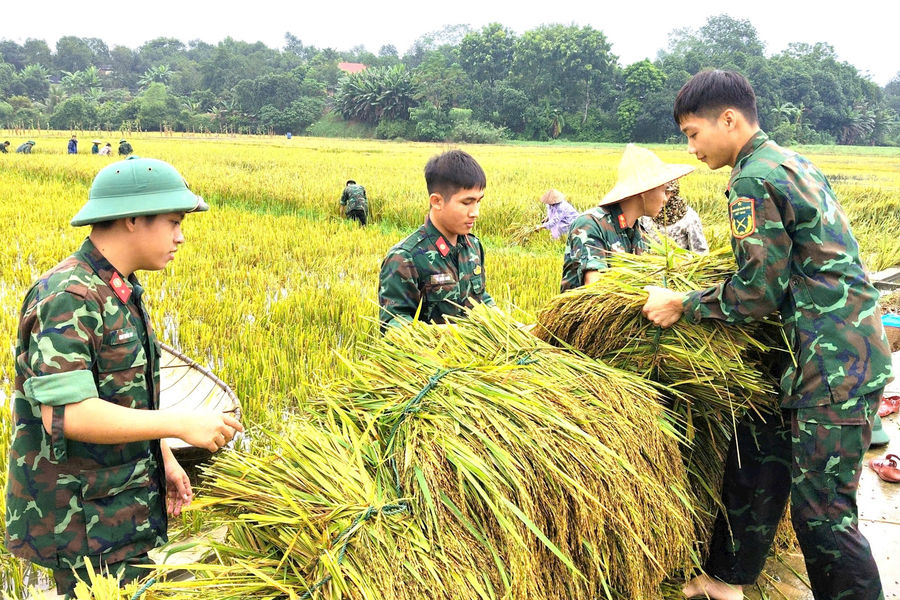 Chạy ngập cho lúa, xã Đoài Phương huy động lực lượng hỗ trợ người dân