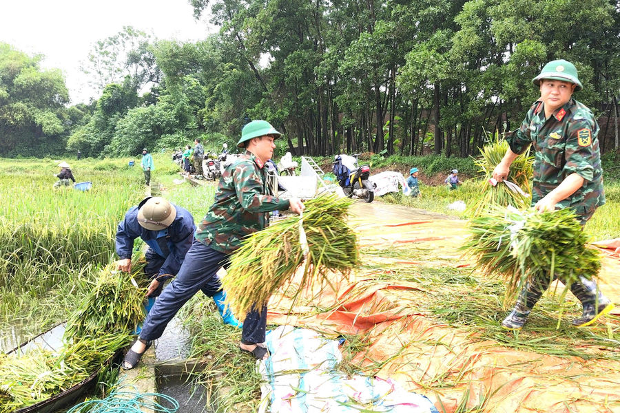 Mưa dông, Hà Nội khẩn trương thu hoạch lúa mùa