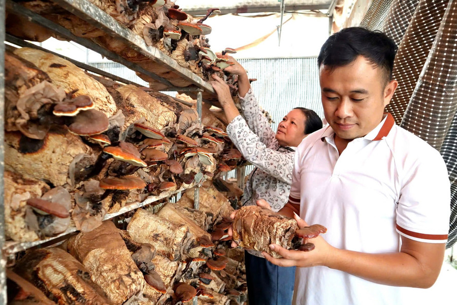 Hà Nội: Nhà nghiên cứu “tay ngang” bén duyên với nấm lim xanh