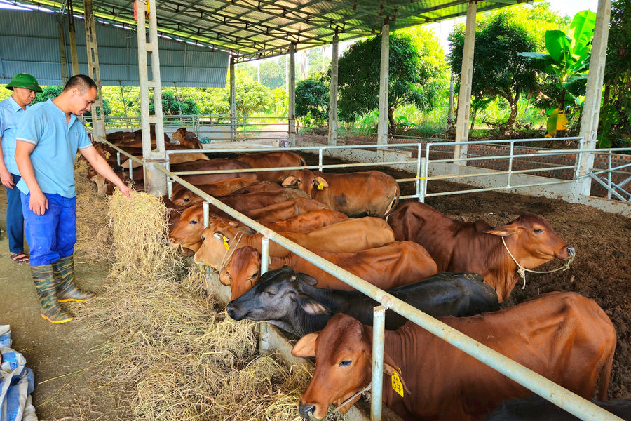 Hội Nông dân xã Vật Lại đồng hành với hội viên phát triển nông nghiệp xanh, bền vững